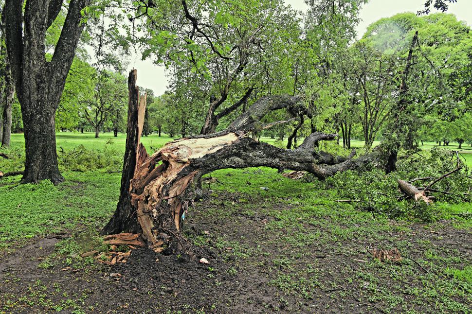 PARTIDOS. En Parque 9 de Julio se cayeron varios ejemplares.
