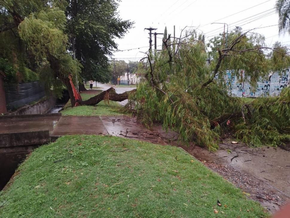 CORTE EN YERBA BUENA. Un ejemplar se desplomó en la esquina de calle Francia y avenida Aconquija.