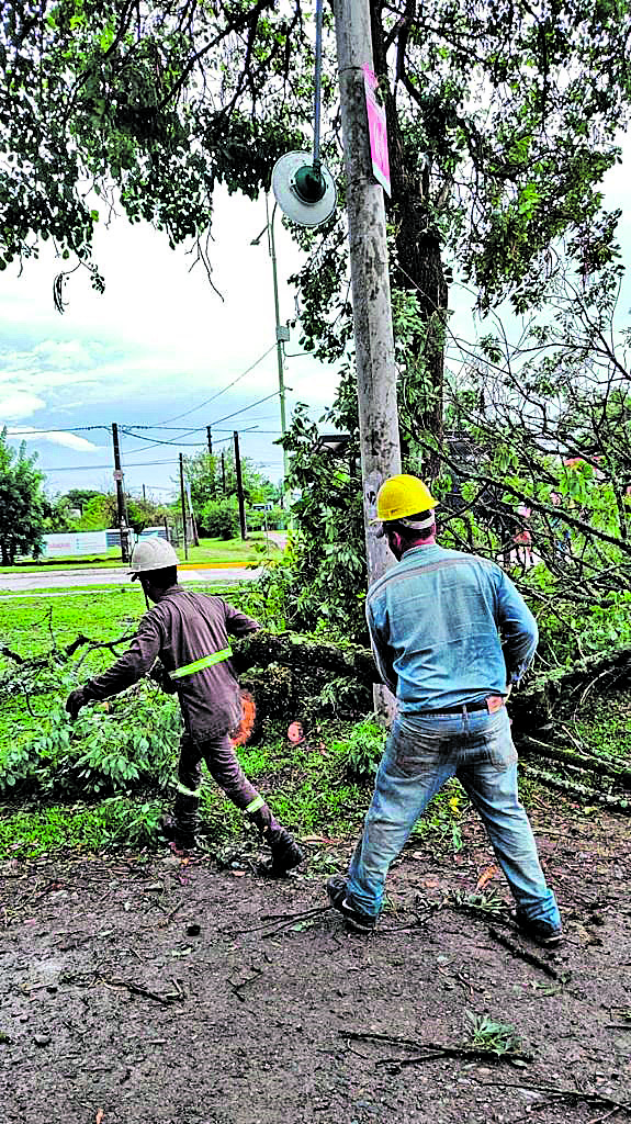 RÁPIDO. Los árboles caídos debieron ser removidos temprano.