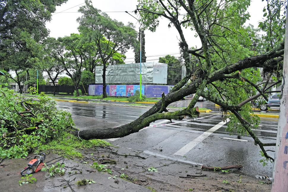 DESDE ABAJO. Las ráfagas derribaron un árbol en avenida Mate de Luna al 3.100.