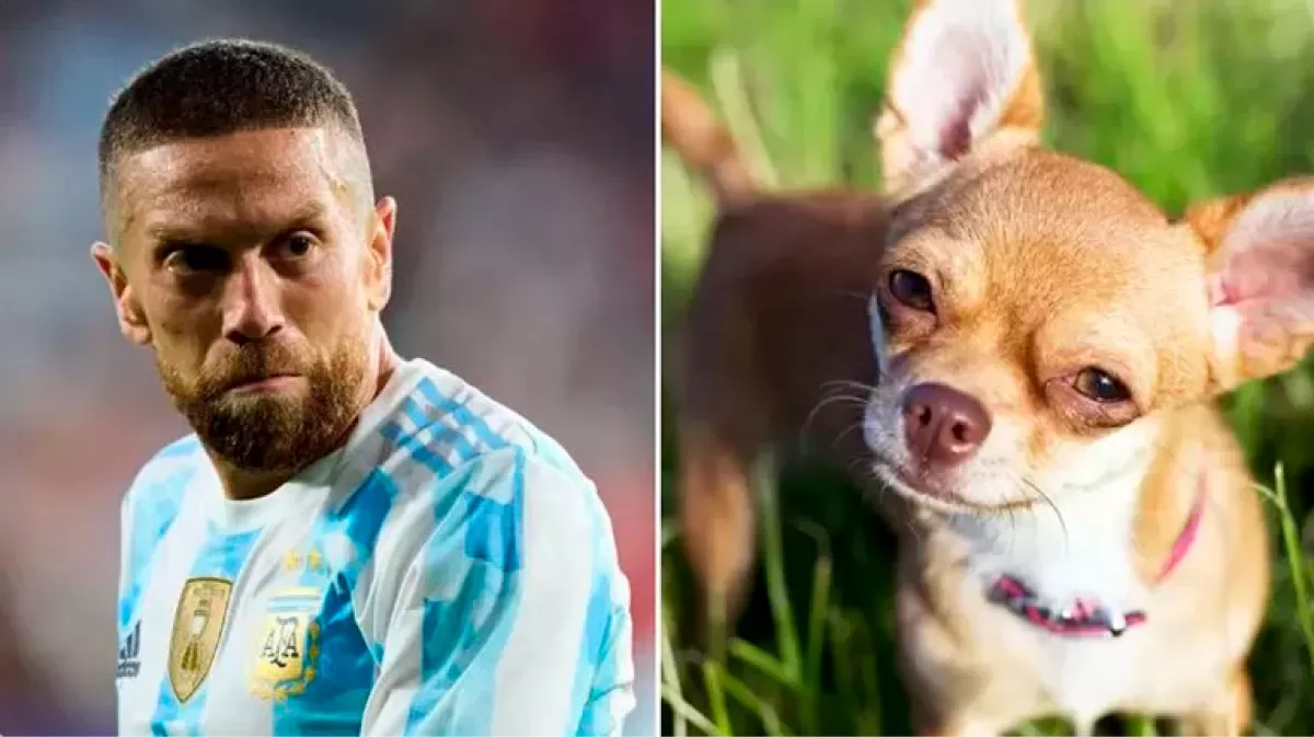 Desopilante: mirá el hilo de Twitter comparó a los jugadores de la Selección con perros de raza