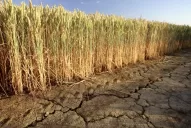 La proyección de producción de trigo se derrumbó el 62%