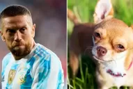 Desopilante: mirá el hilo de Twitter comparó a los jugadores de la Selección con perros de raza