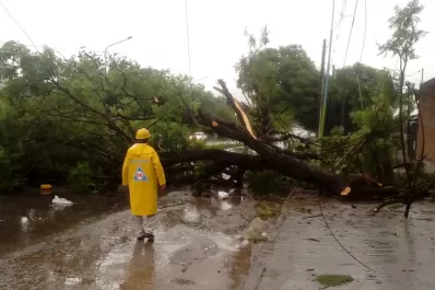 La tormenta de la madrugada provocó la caída de varios árboles en Tucumán