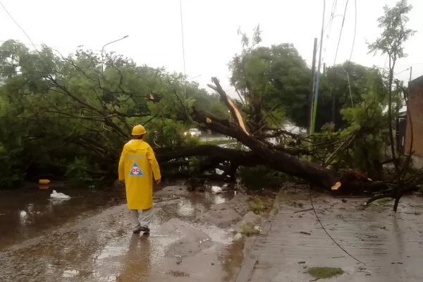 La tormenta de la madrugada provocó la caída de varios árboles en Tucumán