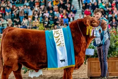 “Quiero ganar la ternera”: un toro se consagró campeón del mundo y tiene su versión del hit del Mundial
