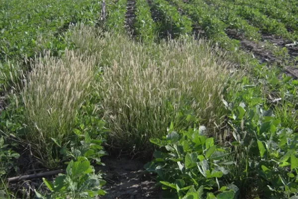 Contra las malezas, un combate sin respiro