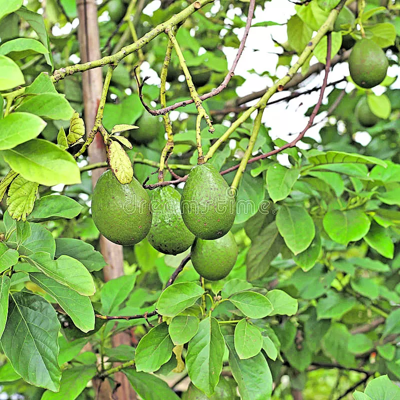 CIFRA. Perú alcanzó un récord exportador de palta, con 540.000 toneladas. 