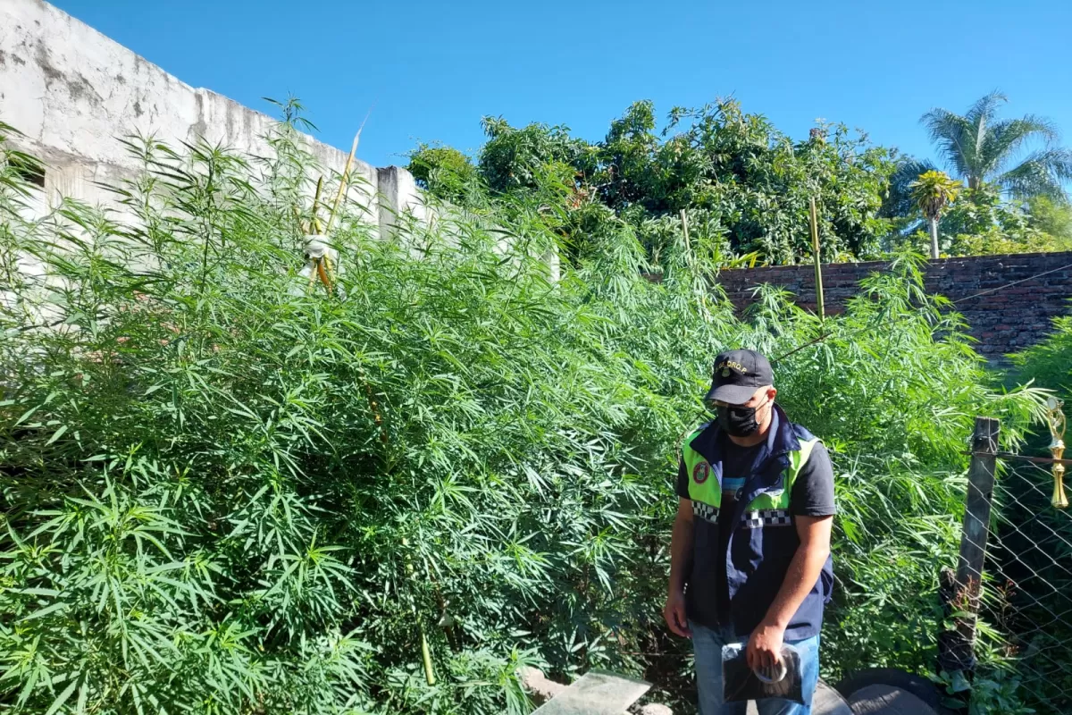 MARIHUANA. La plantación, de más de tres metros. FOTO DE LA POLICÍA