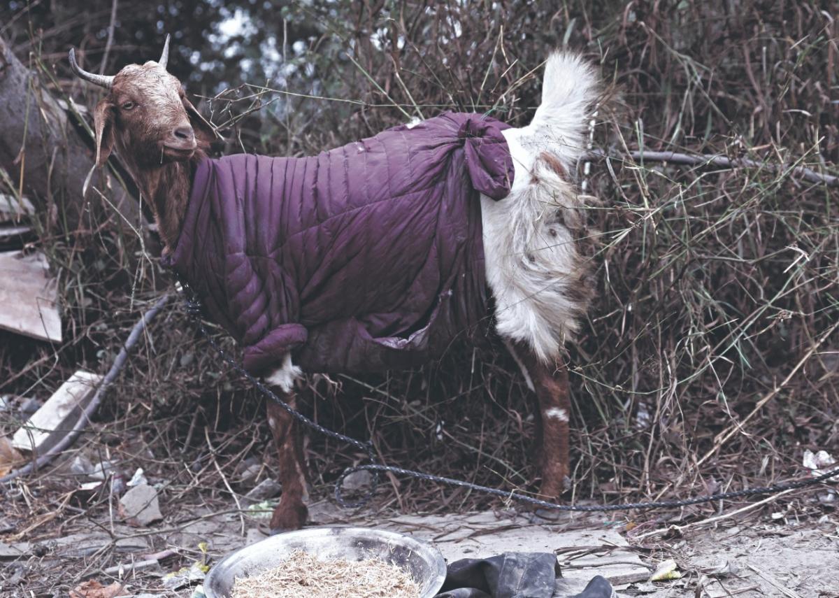 Las bajas temperaturas en Nueva Delhi, India también se replican en  los animales que se exponen al frío. 