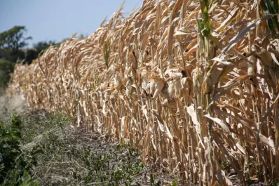 En Tucumán, la escasez de lluvias tiene en jaque al campo