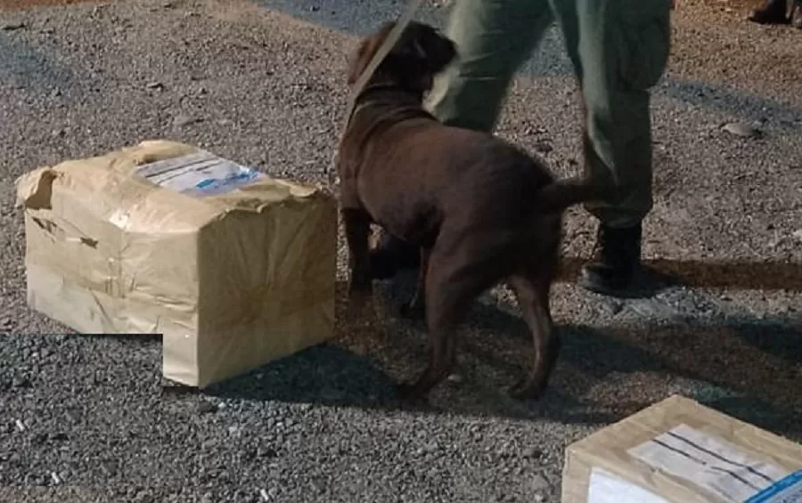 Encontraron hojas de coca de un colectivo proveniente de Jujuy