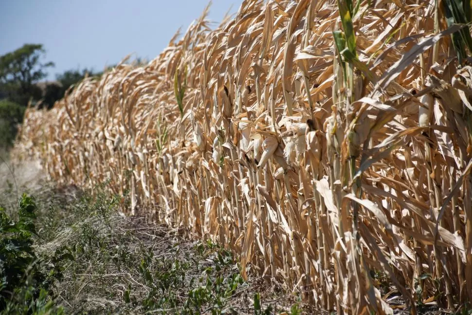COSECHA RETRASADA. Los productores tucumanos claman por precipitaciones. reuters