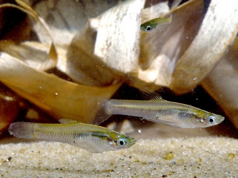A PEDIDO. Desde la UBA se entregan gratuitamente a todo el país los peces para combatir a los Aedes aegypti.  