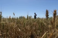 Pronostican graves pérdidas en el campo debido a la sequía