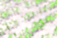 La Eeaoc advirtió sobre la presencia de oruga medidora en soja Intacta