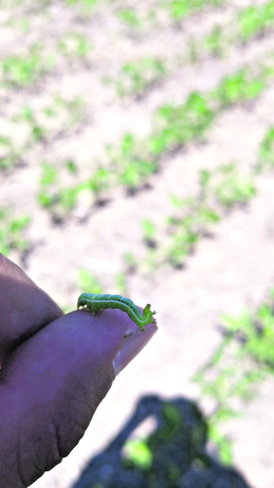 DATO. La plaga conocida como oruga medidoras causa defoliación inesperada en las plantas de soja. 