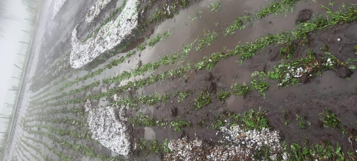 Cultivos afectados por la lluvia y el granizo