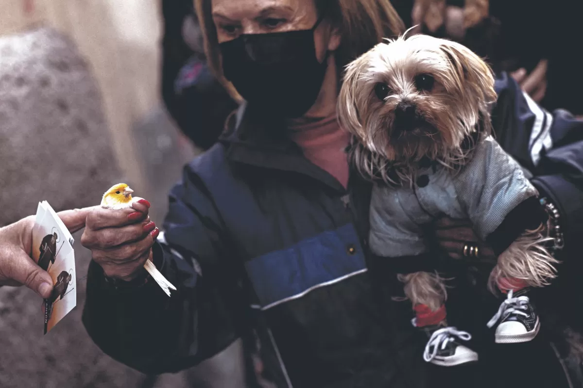 Una mujer sostiene a su canario y a su perro para que sean bendecidos en la iglesia de San Antón durante la celebración de la fiesta del santo patrón de los animales de España.