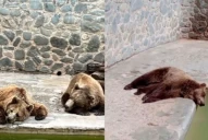 Zoológico en San Pedro de Colalao: “En vez de deleitarse, uno se va triste por cómo están”