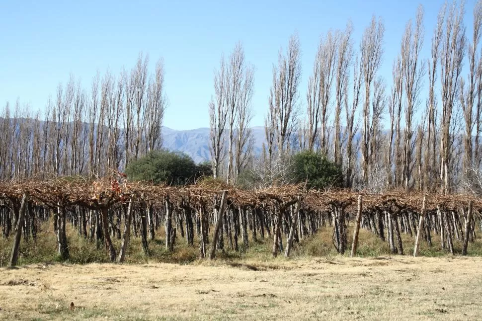 SITUACIÓN. Las uvas que quedaron en los Valles Calchaquíes sirven para el enoturismo, pero no habrá frutas para la vendimia, según empresarios. 