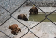 Zoológico en San Pedro de Colalao: “Educar niños viendo animales tras las rejas es retrógrado”