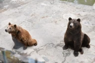 El zoológico de San Pedro responde a quienes piden el cierre del lugar: “No es muy viable”