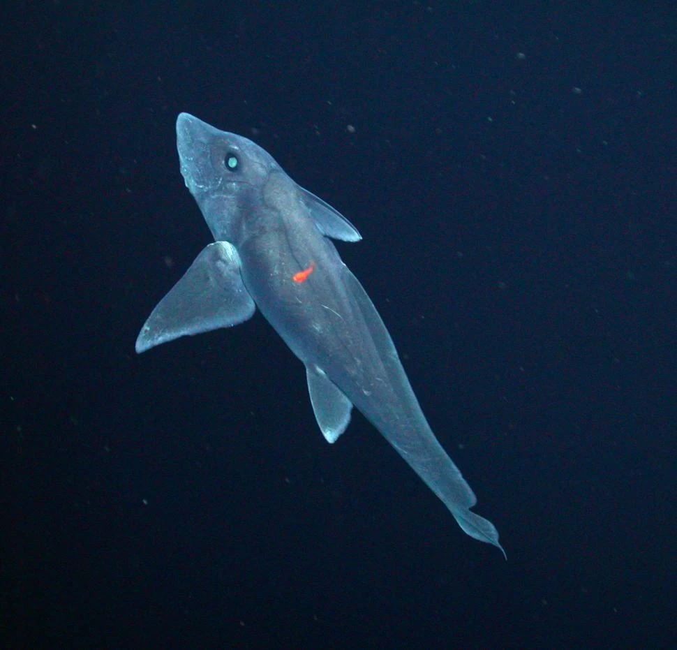 CAMBIO DE COLOR. La evolución de las especies investigada en “Tiburones fantasmas”. nationalgeographic.com.es  
