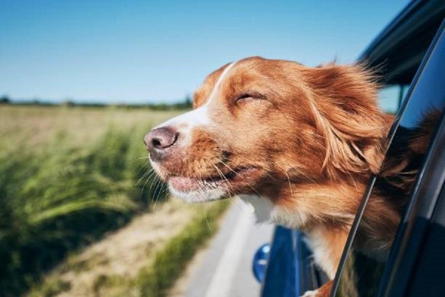¿Viajás a la playa con tu mascota? Siete cuidados que debés tener en cuenta