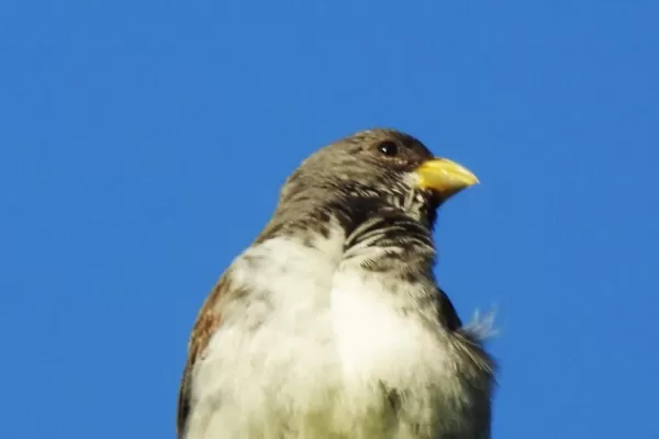 Avistaje de aves: guía para identificarlas en la naturaleza