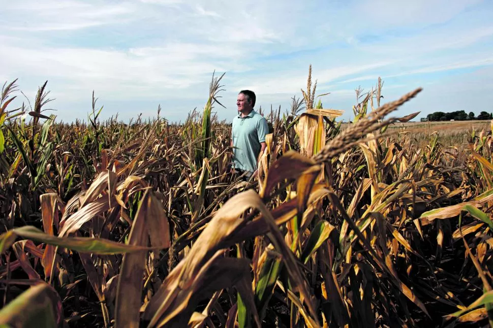 CAMPO CON SED. Debido a la irregularidad que están teniendo las lluvias, se observan distintos lotes con estrés hídrico, según Devani. reuters