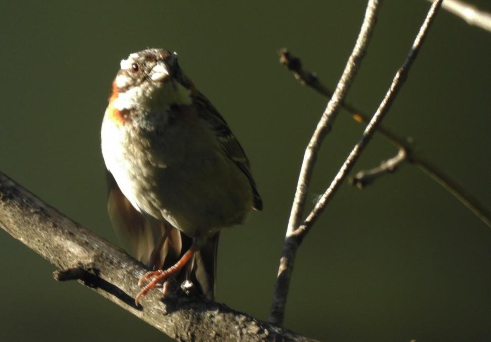 CHINGOLO (ZONOTRICHIA CAPENSIS). Solitario salvo en época de apareamiento, mide entre 13 y 15 cm y tiene un copete con rayas negras.