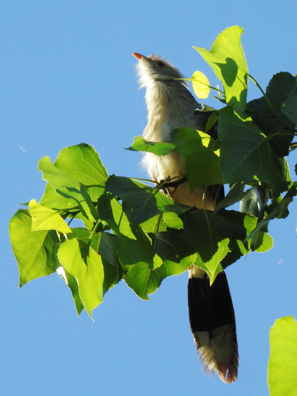 MACHILO O PIRINCHO (GÜIRA GÜIRA). Va en grupos y se alimenta de ranas, pequeños pájaros y pequeños mamíferos como los ratones.