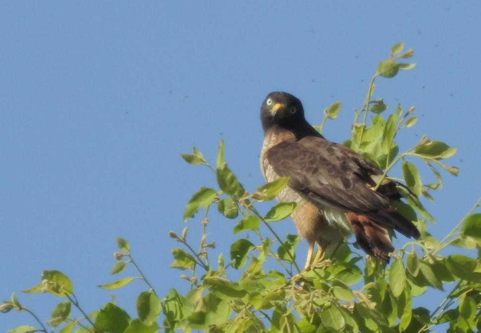 TAGUATÓ (PUPORNIS MAGNIROSTRIS). La hembra llega hasta los 41 cm (cuatro cm más que el macho) y se los ubica en árboles o postes.