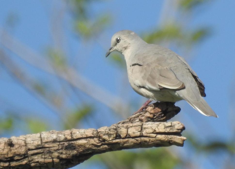 TORCACITA PICUÍ (COLUMBINA PICUI). Posee patas muy cortas, de color rosado, un pico pequeño negro y una cola corta en sus 18 cm.