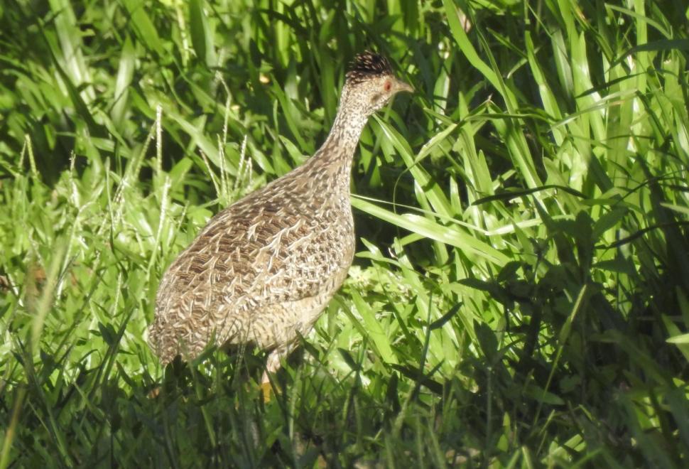 INAMBÚ CAMPESTRE (NOTHURA MACULOSA). Llega a medir 26 cm y a pesar 350 gramos. Es herbívora e insectívora .