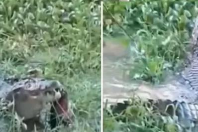 La aparición de un caimán causó sorpresa y pánico en Jujuy