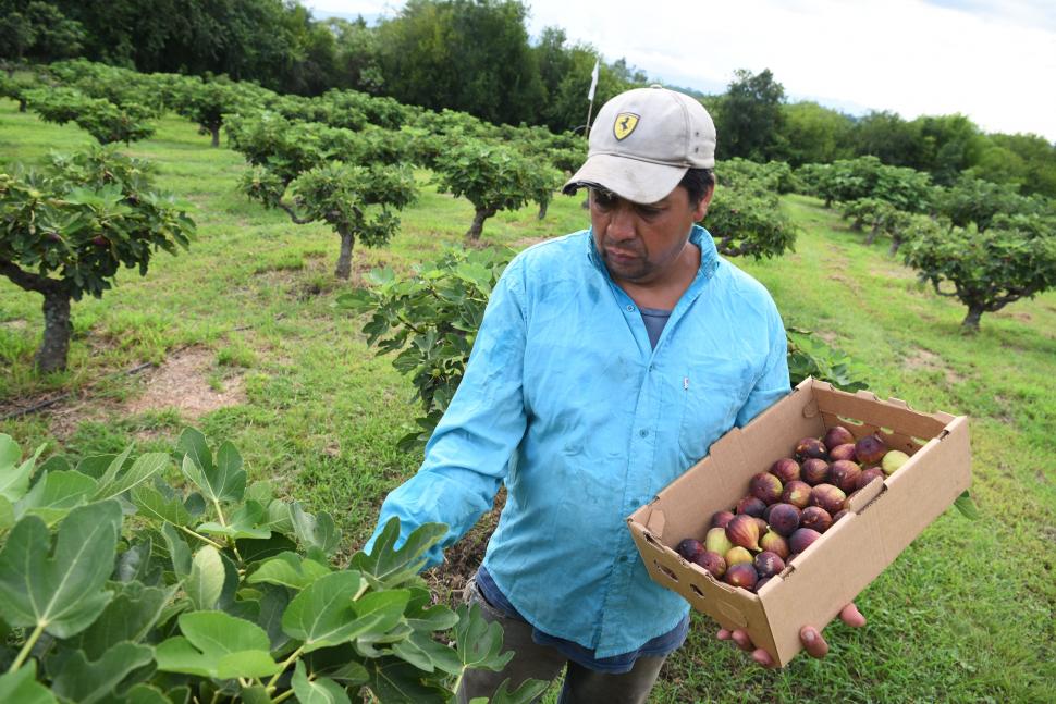 Higos Felices: dónde está y cómo funciona el emprendimiento familiar que te invita a pasar un día diferente