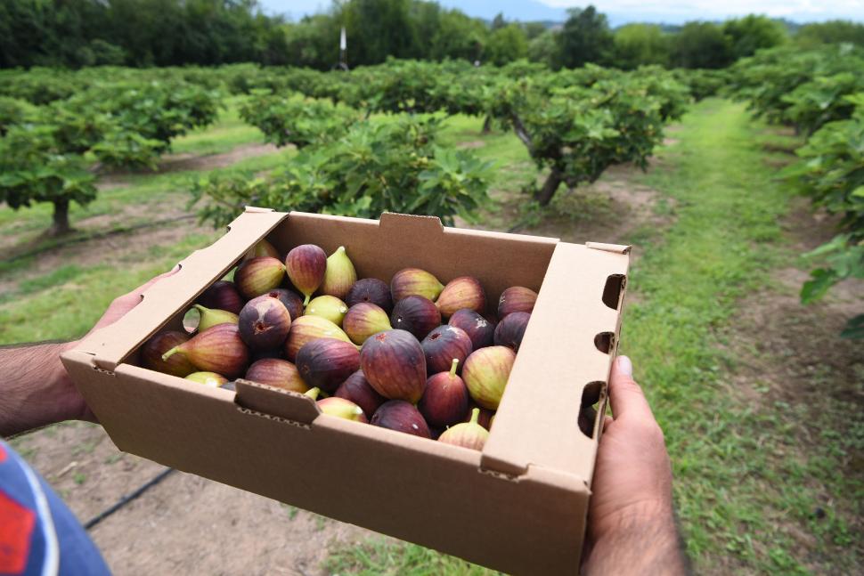 Higos Felices: dónde está y cómo funciona el emprendimiento familiar que te invita a pasar un día diferente