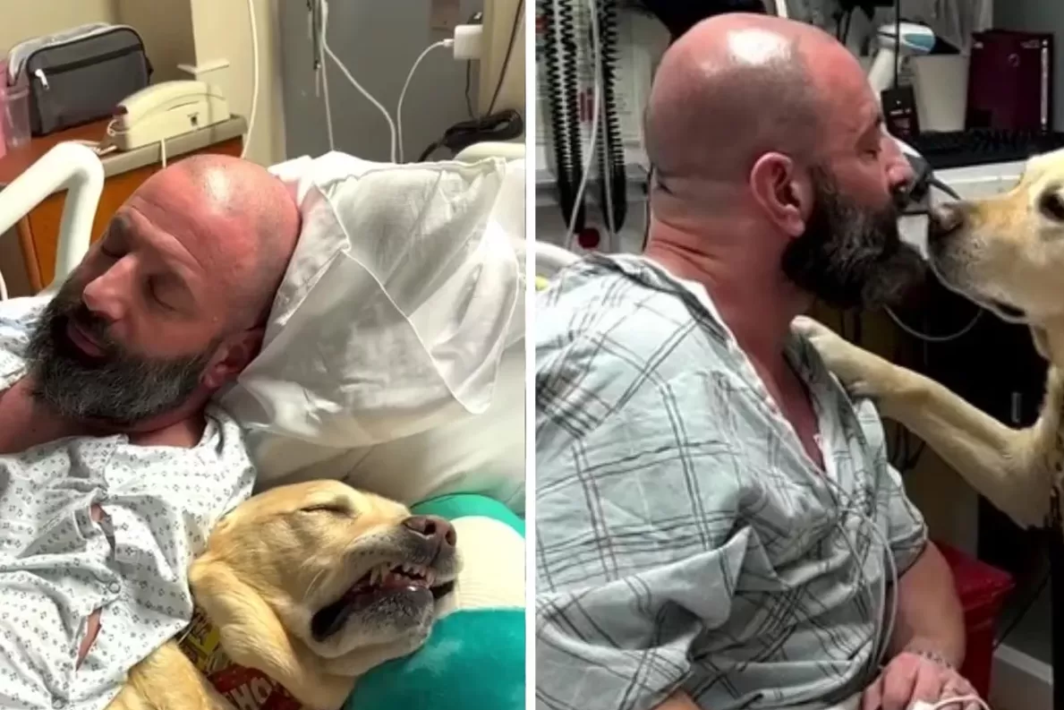 Magnus, el perro que acompaña a su dueño internado