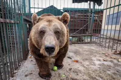 Un oso encontró una cámara de vida silvestre y se sacó 400 selfies