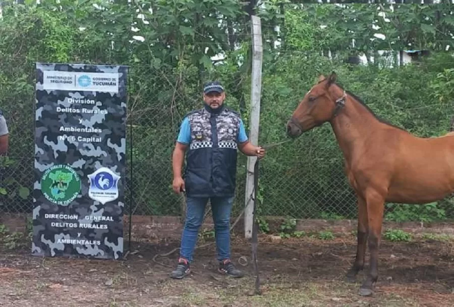 Recuperaron una yegua robada