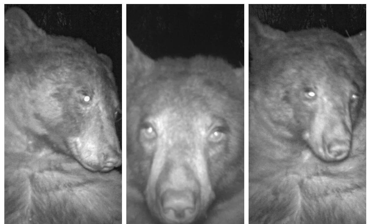 Un oso encontró una cámara de vida silvestre y se sacó 400 selfies