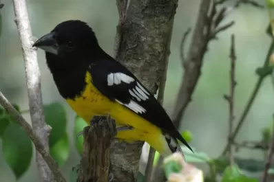 Catamarca: liberaron aves silvestres que se encontraban enjauladas