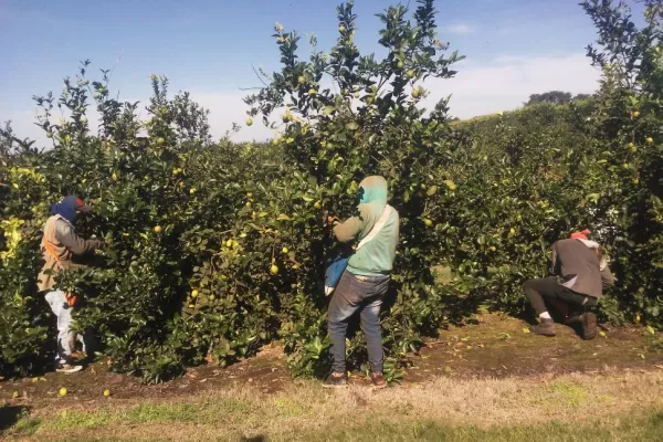 Citrus: firmas que se van y 400 despidos