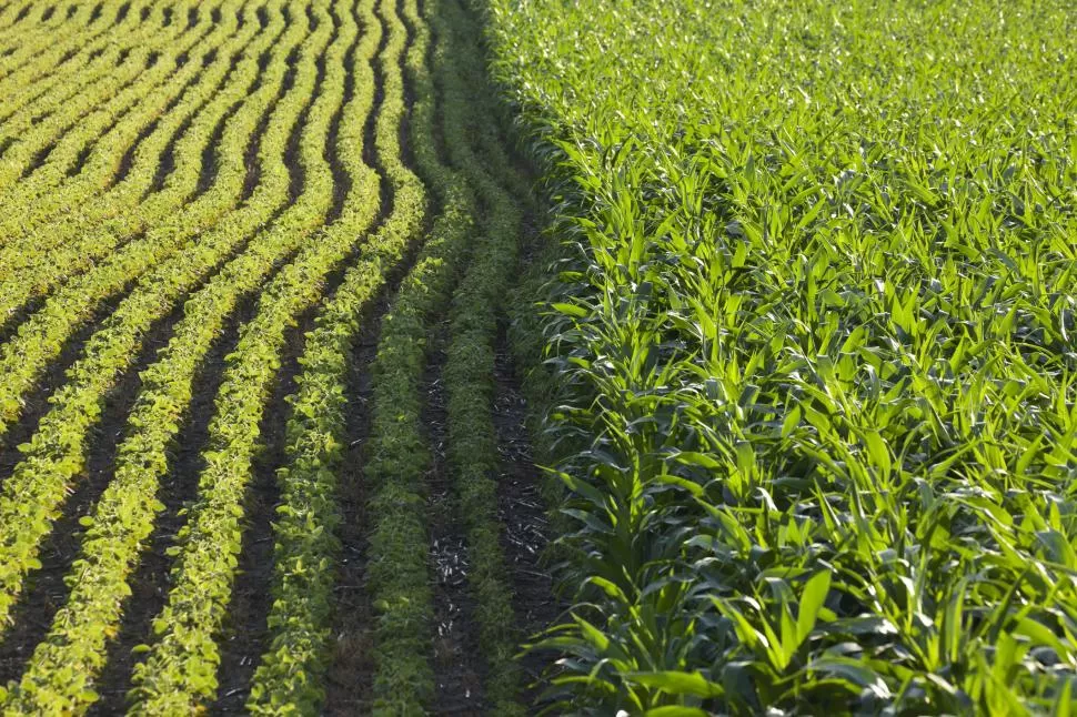 MANEJO. El productor tucumano esta utilizando la rotación como un sistema sustentable de producción para morigerar los efectos del déficit hídrico en el suelo en momentos críticos del cultivo. credito