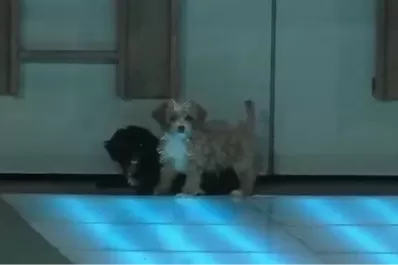 Gran Hermano 2022: uno de los perritos cayó a la pileta y asustó a los participantes