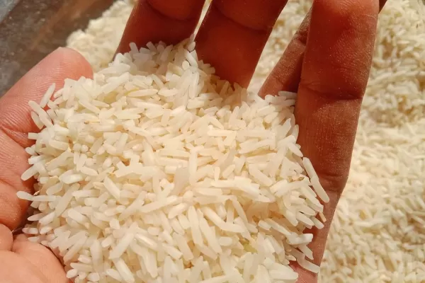 Entre Ríos registra una de sus peores siembras de arroz en su historia