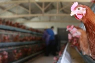 Río Negro: por un nuevo brote de gripe aviar, sacrificaron 200.000 pollos