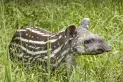 Nació el primer tapir dentro del proyecto de la Reserva de Horco Molle